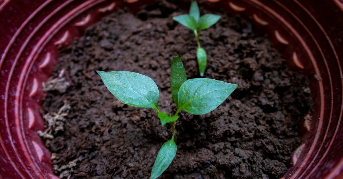 a young sprout with dew on leaves growing in a pot emphasizing new growth