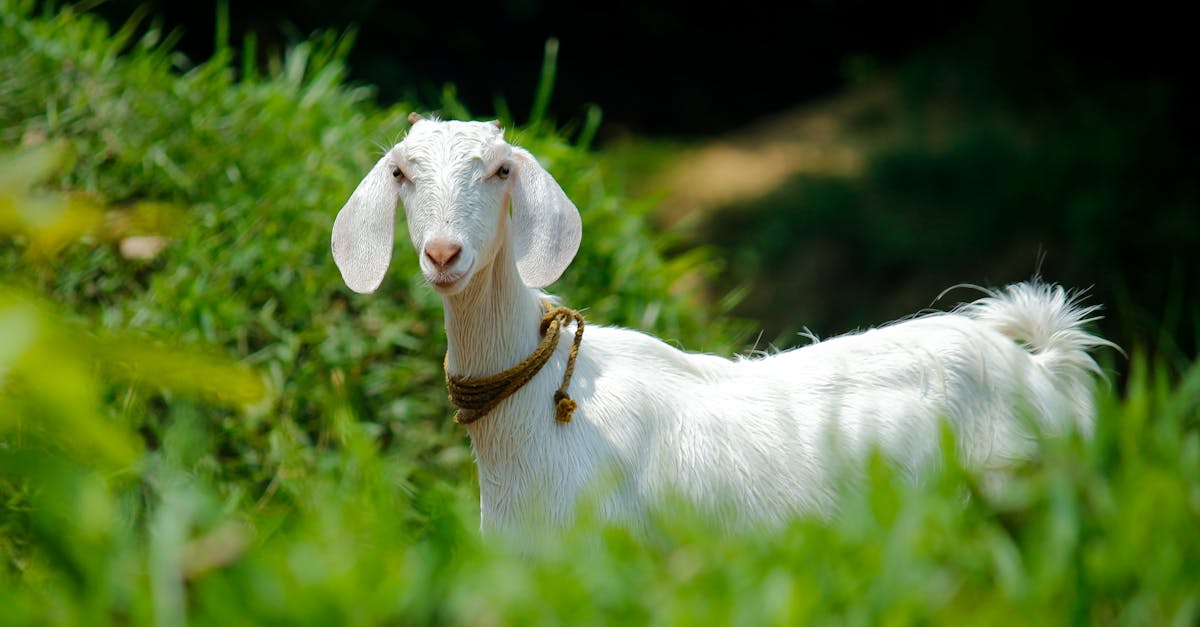 a young white goat standing on a lush green pasture in rural palakkad india