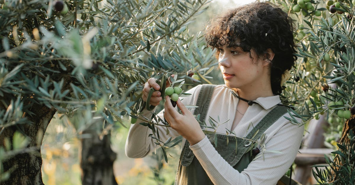 a young woman carefully harvesting green olives in a sunlit olive grove