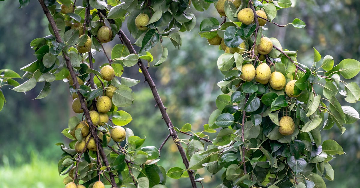 abundant pear tree branches laden with ripe fruit amidst vibrant green leaves