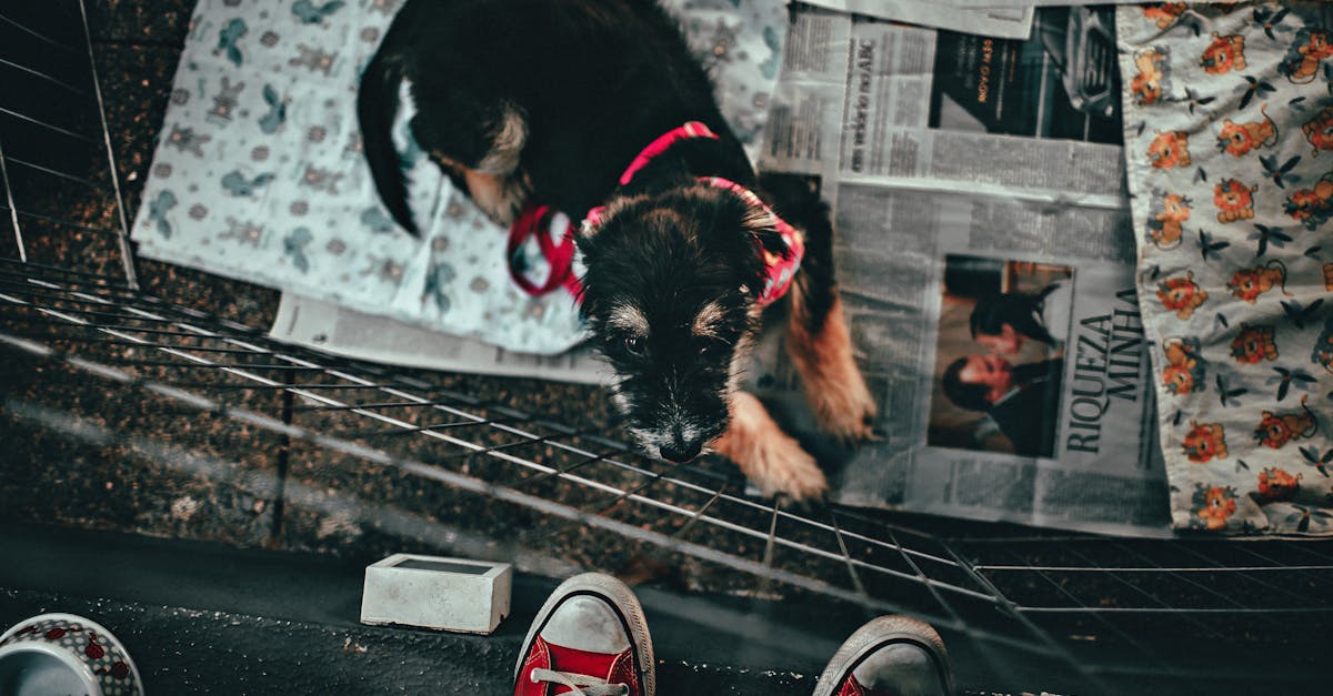 adorable black dog in a playpen viewed from above surrounded by newspapers and red sneakers