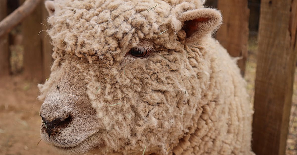 adorable close up of a fluffy merino sheep in a rural farm setting