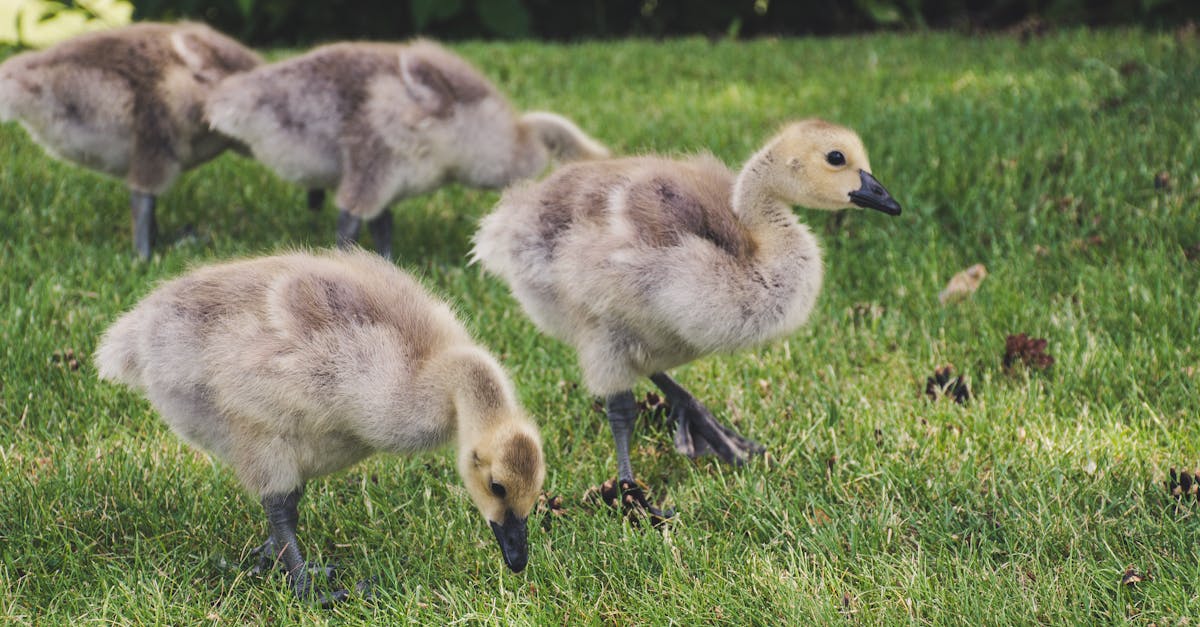 adorable goslings feeding on lush grass under a sunny sky showcasing nature s charm