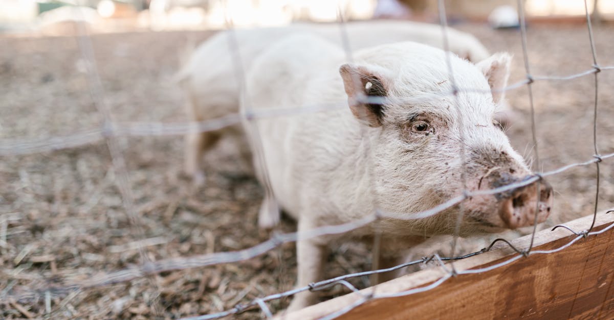 adorable piglet peeking through a farm fence on a sunny day