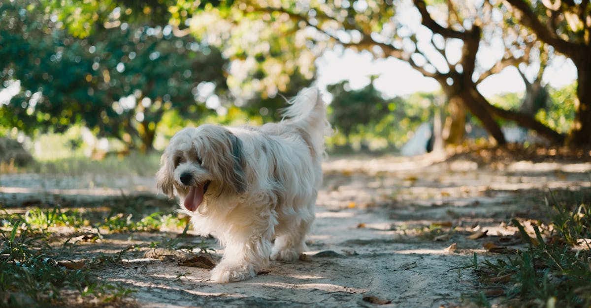 adorable shaggy dog happily walking down a sunny dirt path surrounded by trees