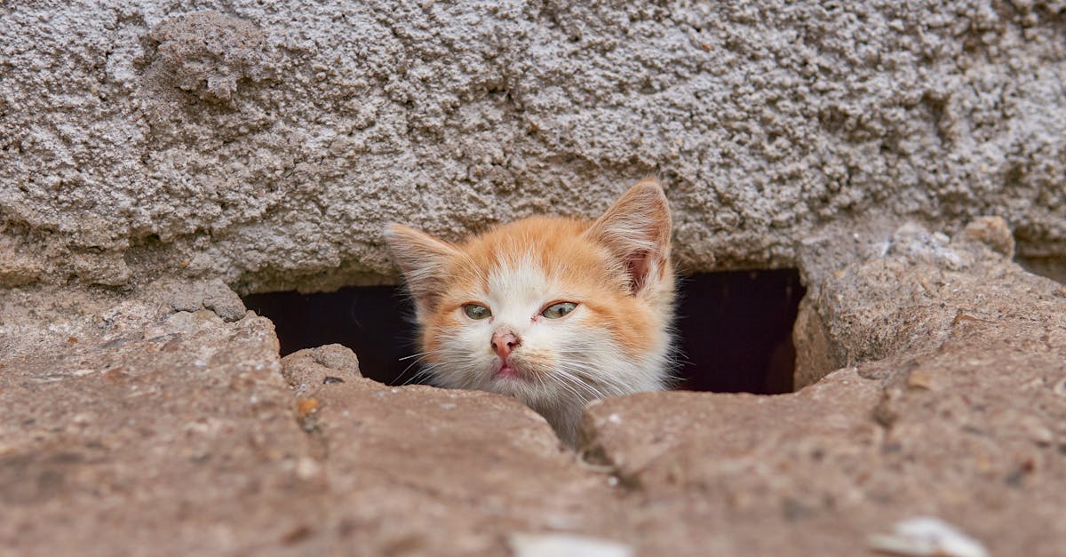 adorable tabby kitten peeks through a wall hole showcasing its curious nature