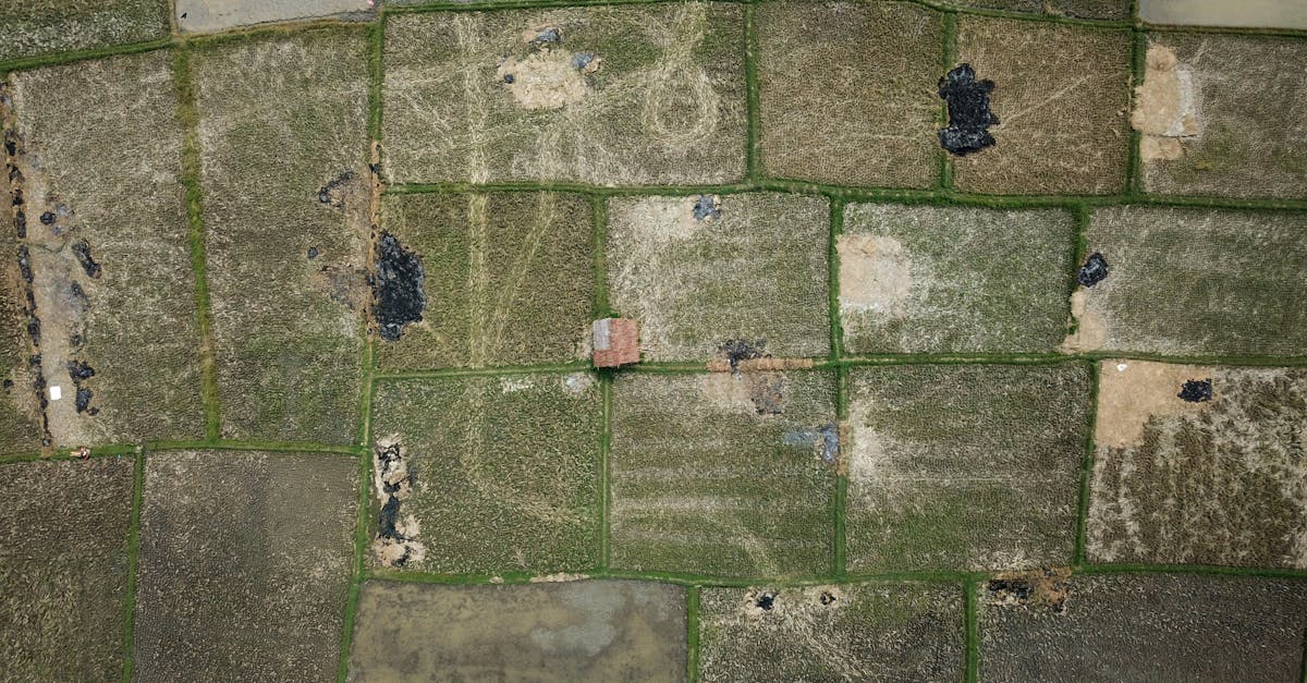 aerial perspective of green and brown patchwork rice fields with a small house