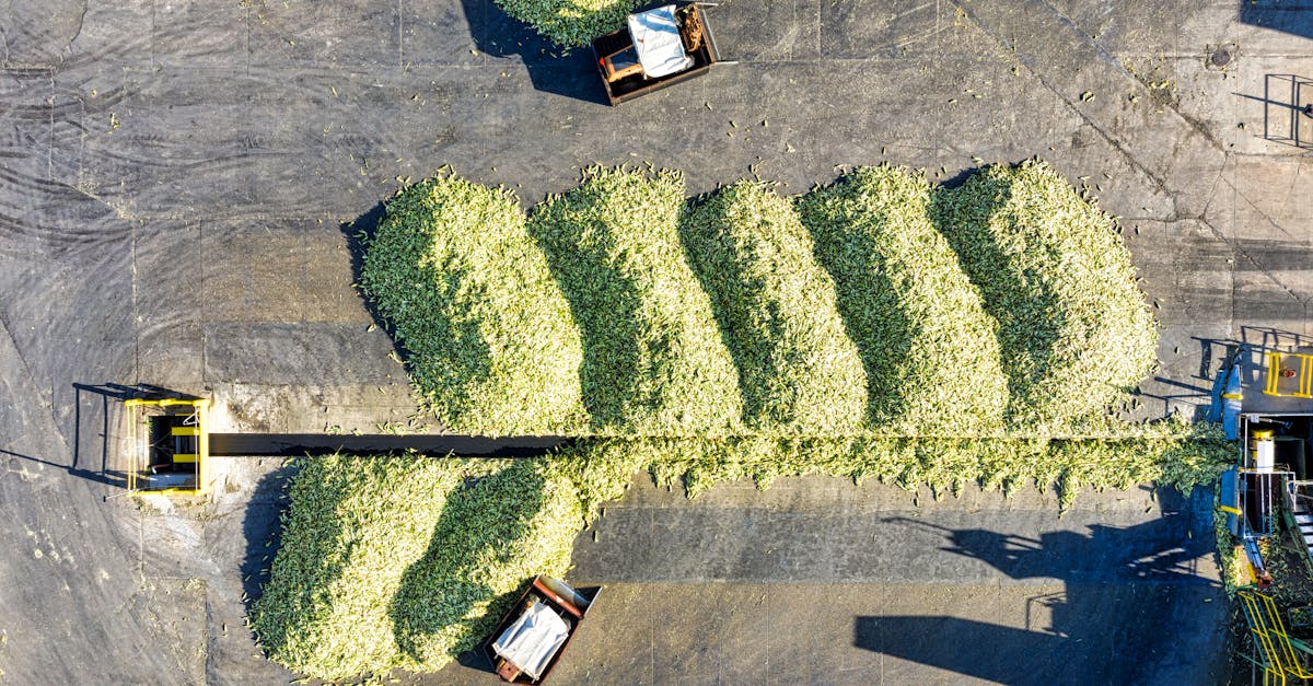 aerial shot of corn processing facility in plainview industrial agriculture