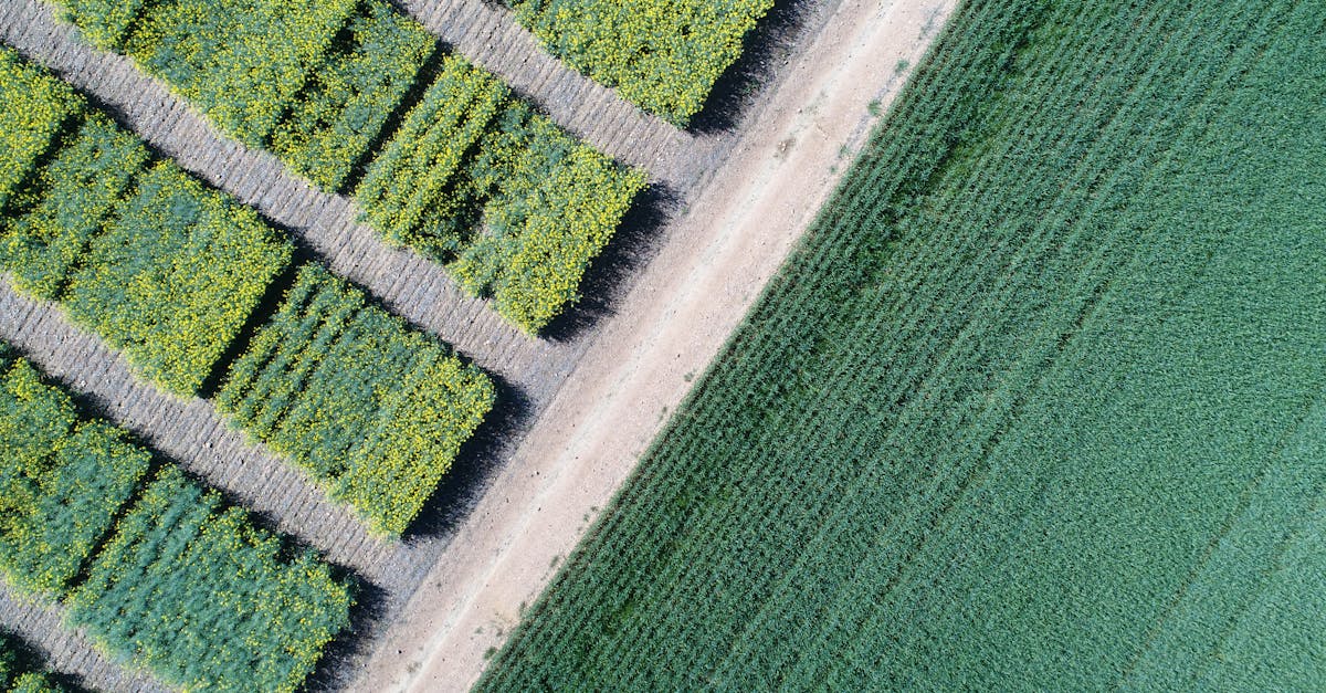 aerial shot of vibrant canola fields in prins albert showcasing geometric patterns