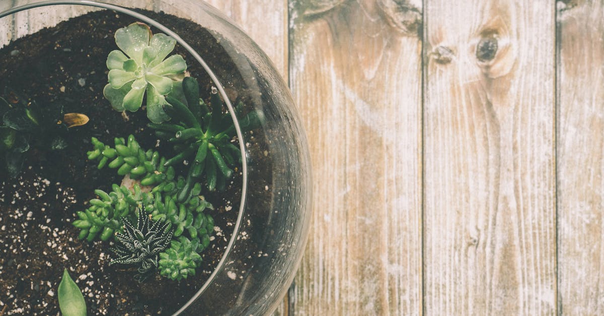 aerial view of a succulent terrarium in a glass bowl on a rustic wooden table surface