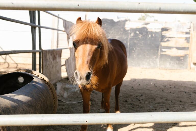 Animal Fencing Calculator