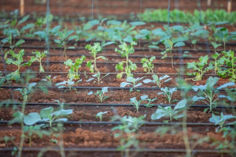 Green Manure Planning Tool