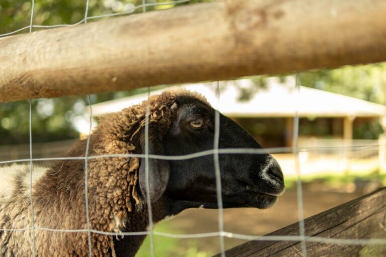 Heritage Breed Flock Name Generator