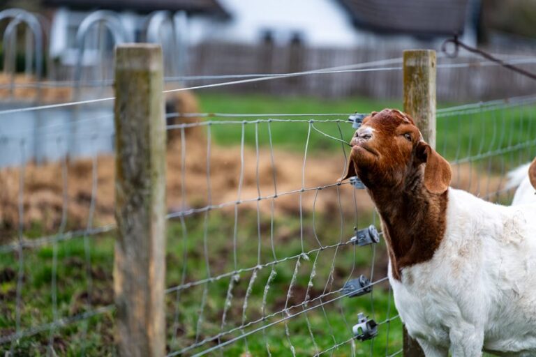 Dairy Goat Name Generator