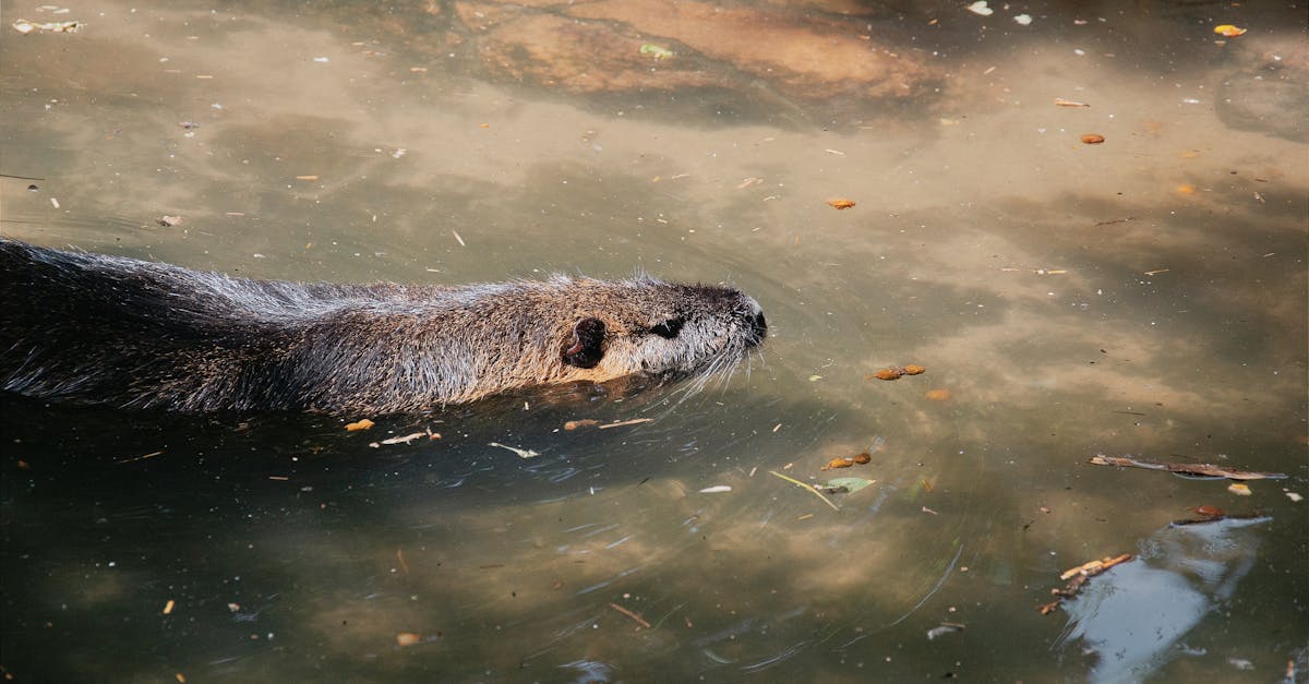 an otter gracefully swims through sunlit waters leaves floating gently around