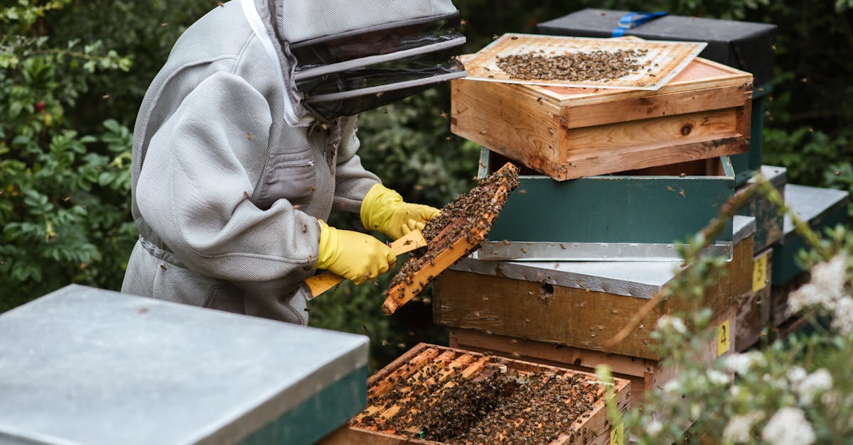 anonymous apiarist in uniform standing near beehive and holding honeycomb while collecting honey 1