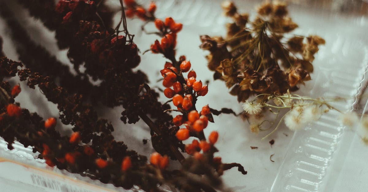 artistic close up of assorted dried berries and flowers on a clear tray with a warm muted tone