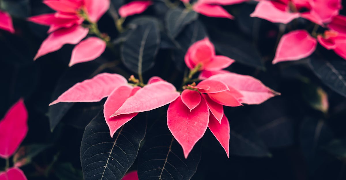 beautiful close up of vibrant pink poinsettia plants with dark leaves perfect for winter and christ