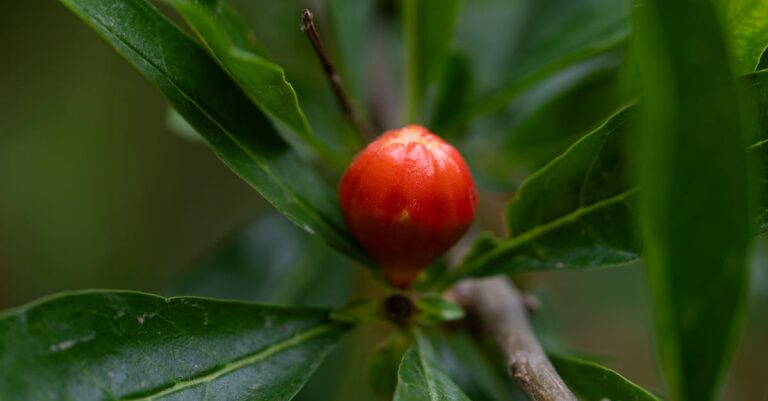 11 Techniques for Extending the Growing Season That Grandparents Used to Know