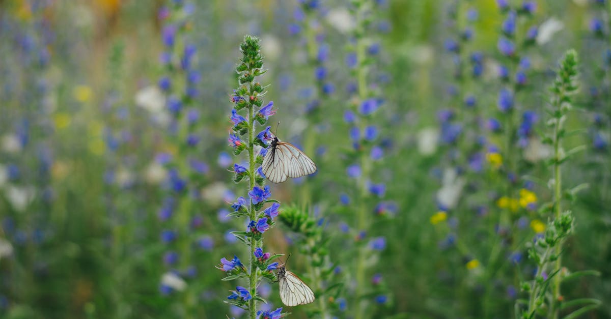 beautiful white butterflies rest on flourishing wildflowers in a colorful summer field