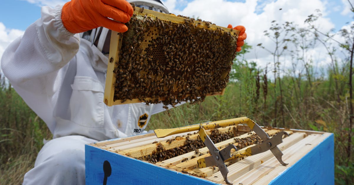 beekeeper examining a honeycomb during daytime on a farm in royse city