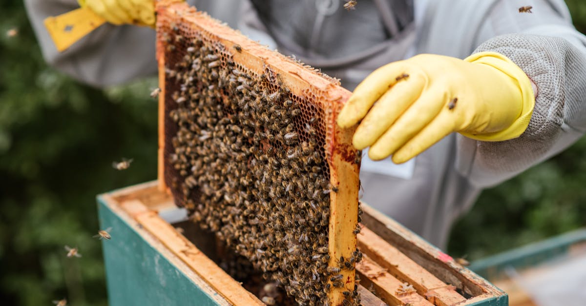 beekeeper examining a honeycomb frame full of bees showcasing beekeeping process 1