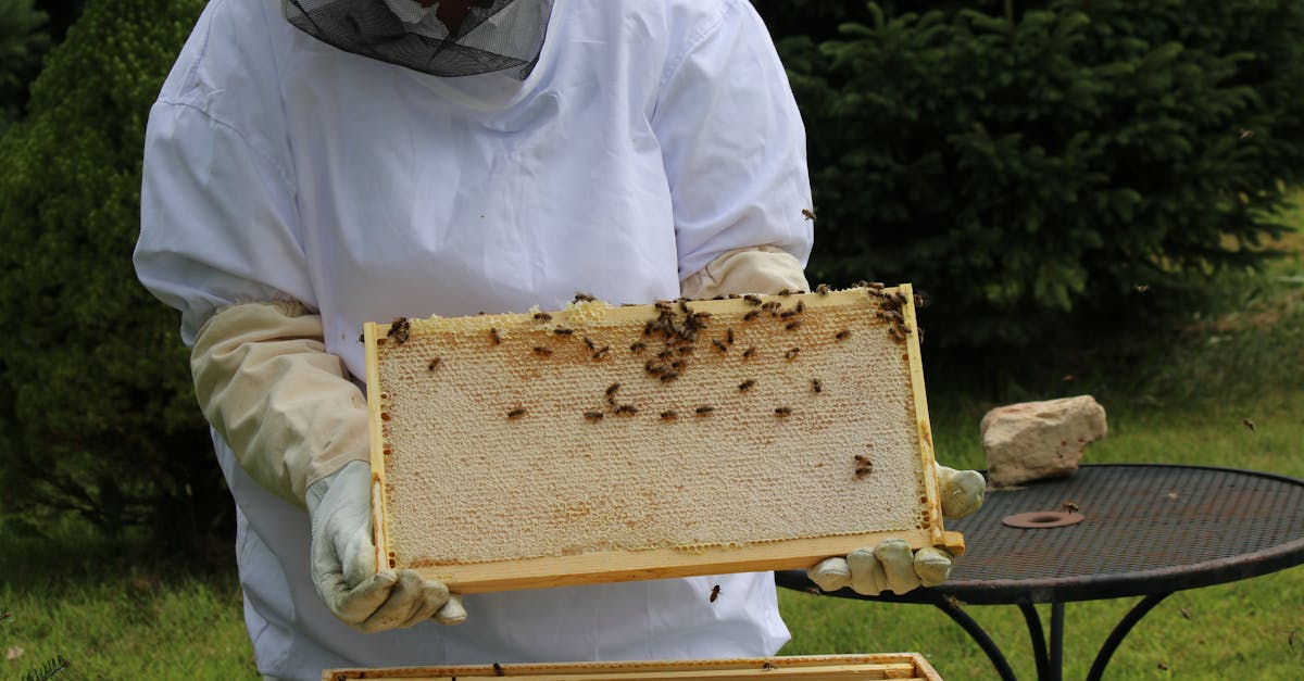 beekeeper in protective gear examining honeybee hive frame outdoors on a sunny day