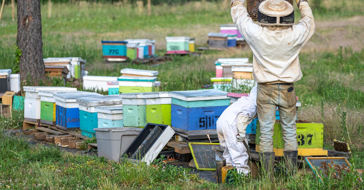 beekeepers inspecting colorful beehives in a rural field during summer focus on sustainable honey p