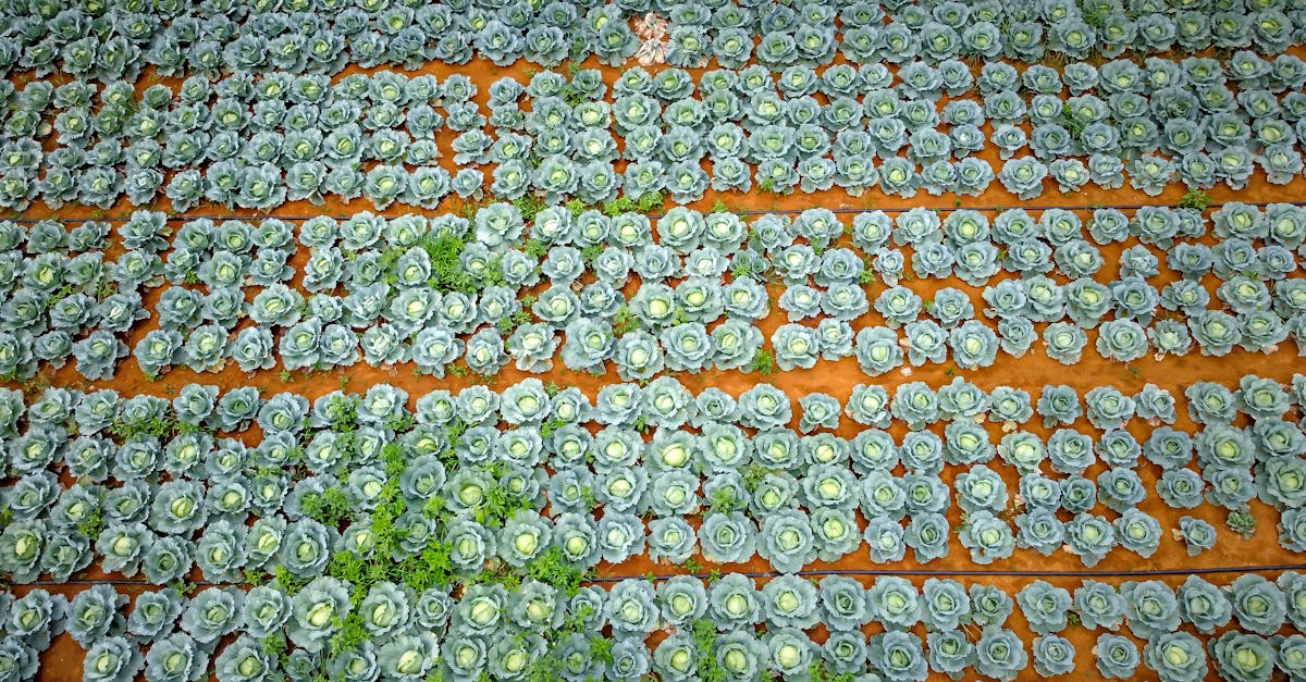 bird s eye view of a vibrant cabbage field showcasing neat rows and rich greenery