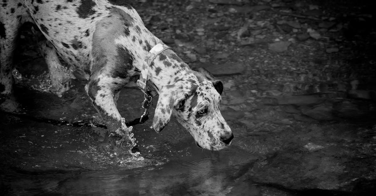 black and white photograph of a dalmatian dog exploring shallow water outdoors