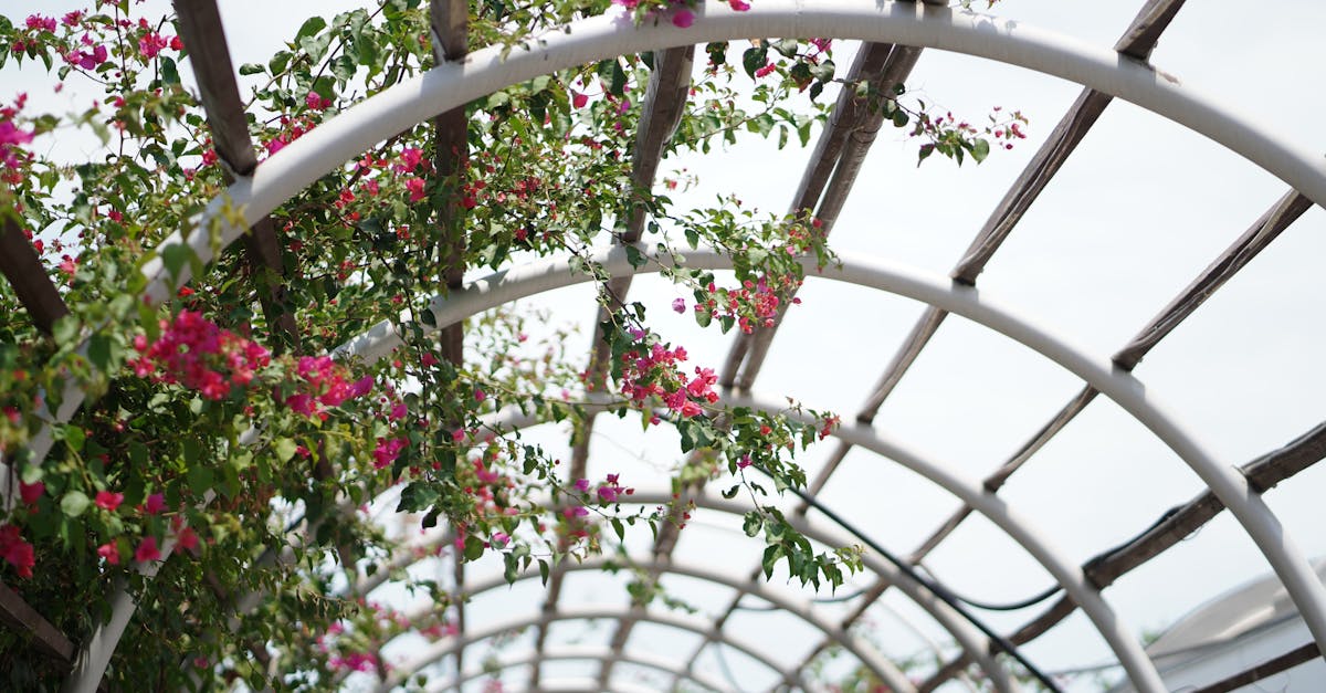 blooming bougainvillea climbing a graceful pergola arch enhancing garden beauty