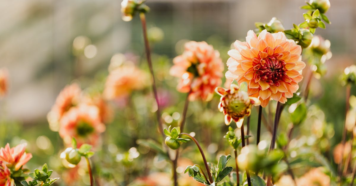 bright orange dahlias in sunlit garden setting capturing the essence of nature s beauty