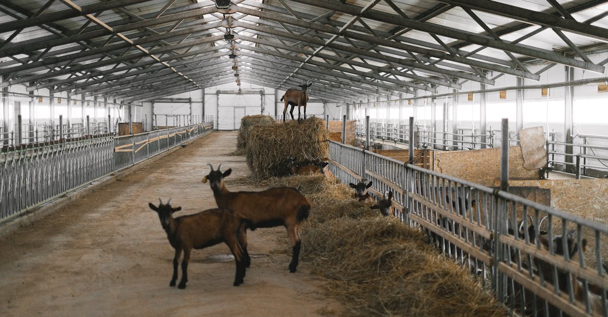 brown goats in a large indoor farm setting with hay bales and metal enclosures