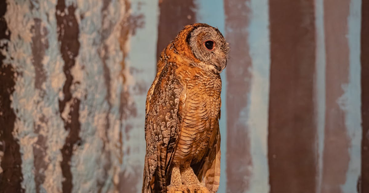 captivating barn owl against a textured backdrop highlighting its striking feathers and captivating