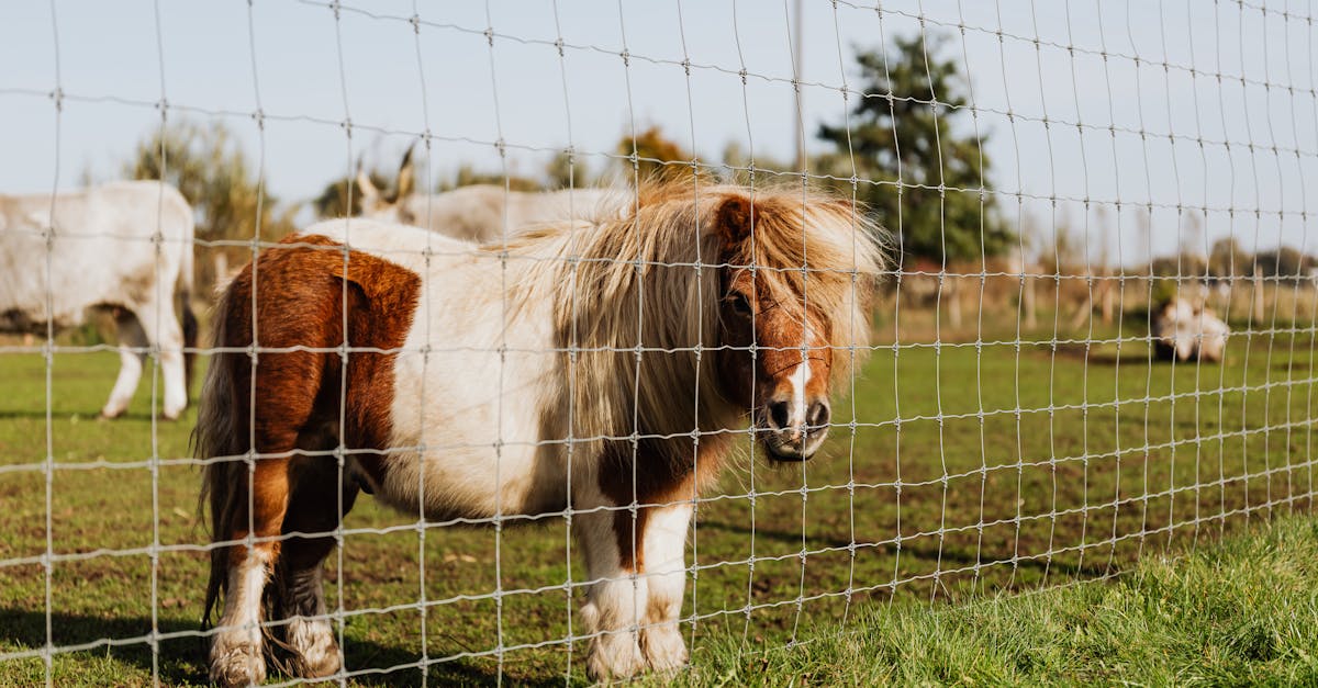 charming pony standing behind a fence in a serene countryside setting on a sunny day