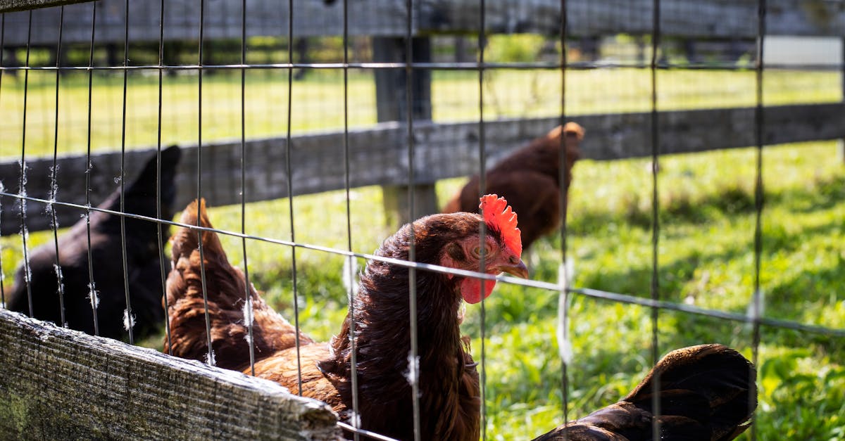 chickens enjoying the sunlight in a lush farm setting behind a wire fence