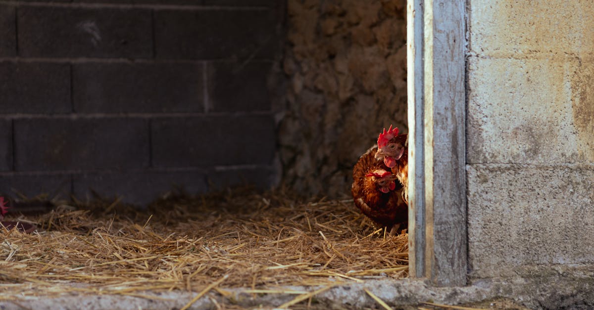 chickens peering out from a rustic barn corner with hay scattered on the floor