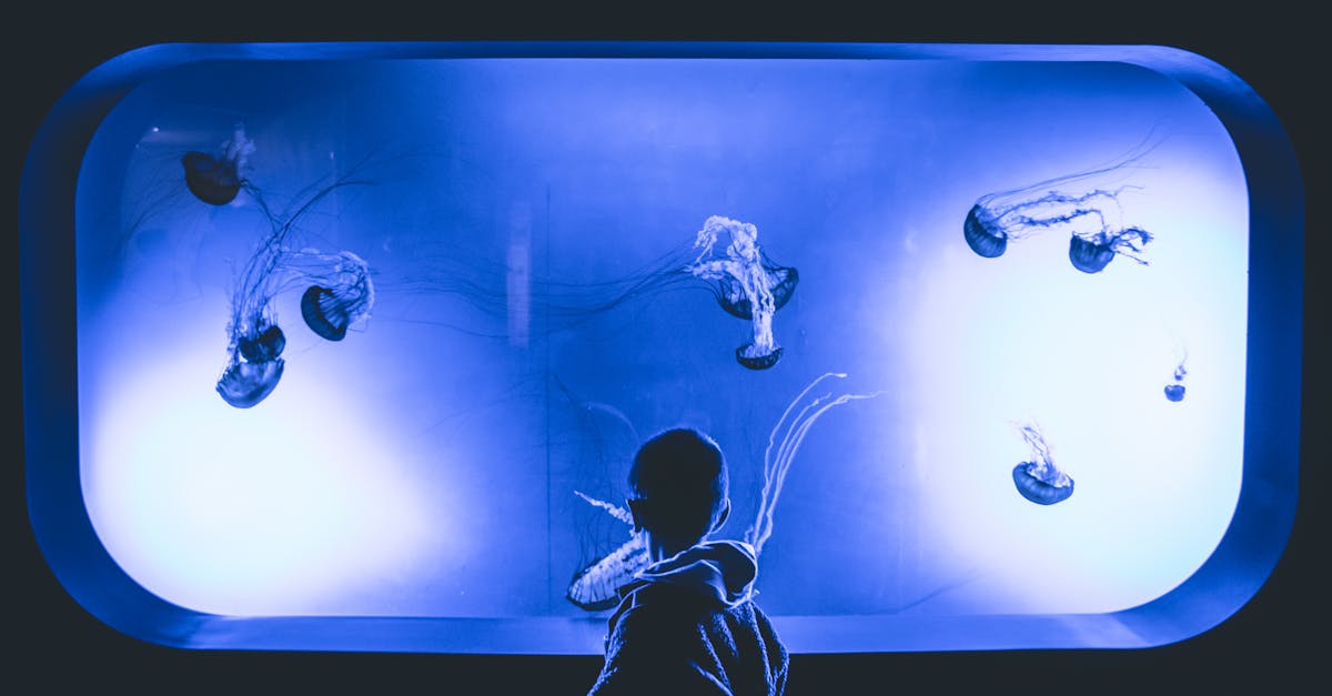 child captivated by vibrant jellyfish in a dimly lit aquarium