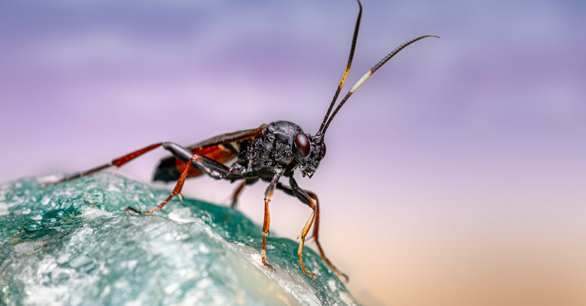 close up image of a black ichneumon wasp resting on a textured rock vivid colors and striking detai