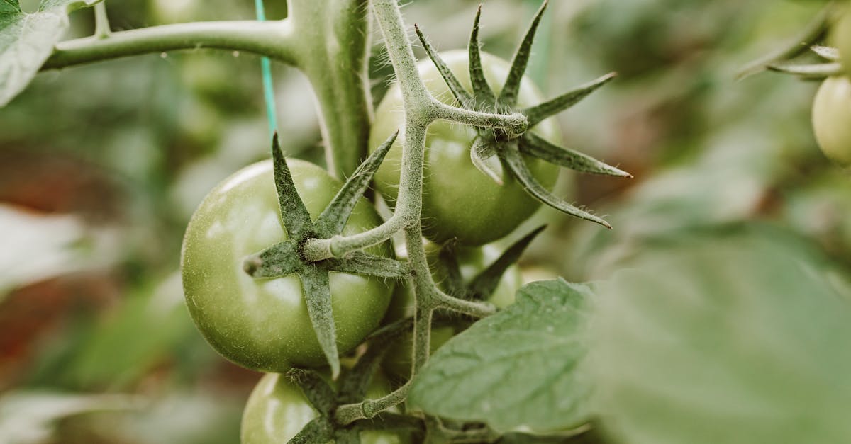 close up image of green tomatoes on the vine showcasing natural growth in a garden setting