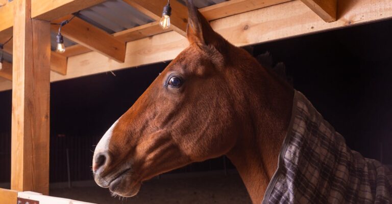 10 Best Barn Lights for Animal Enclosures That Enhance Safety and Comfort