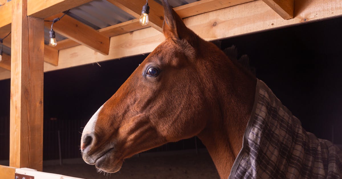 close up of a brown horse in a stable at night featuring warm lighting