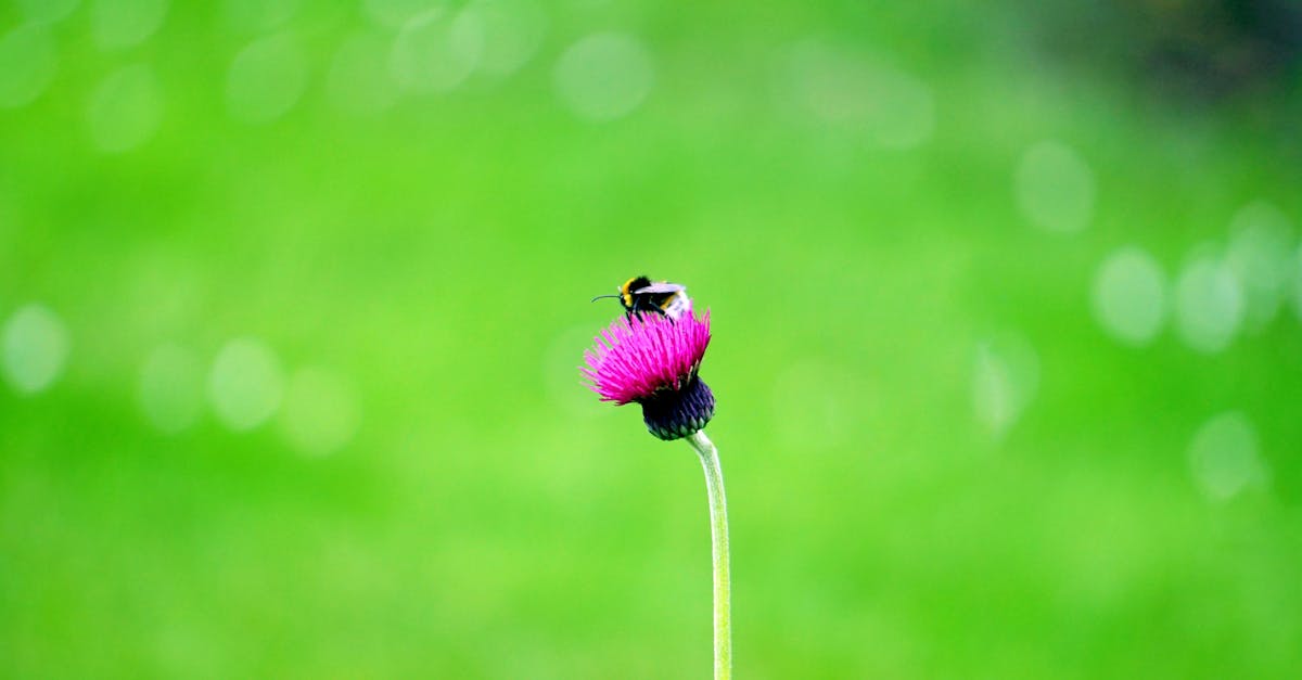 close up of a bumblebee on a vibrant pink flower against a lush green background showcasing nature