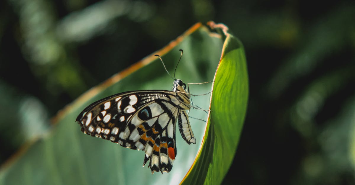 close up of a butterfly on a green leaf showcasing its intricate patterns