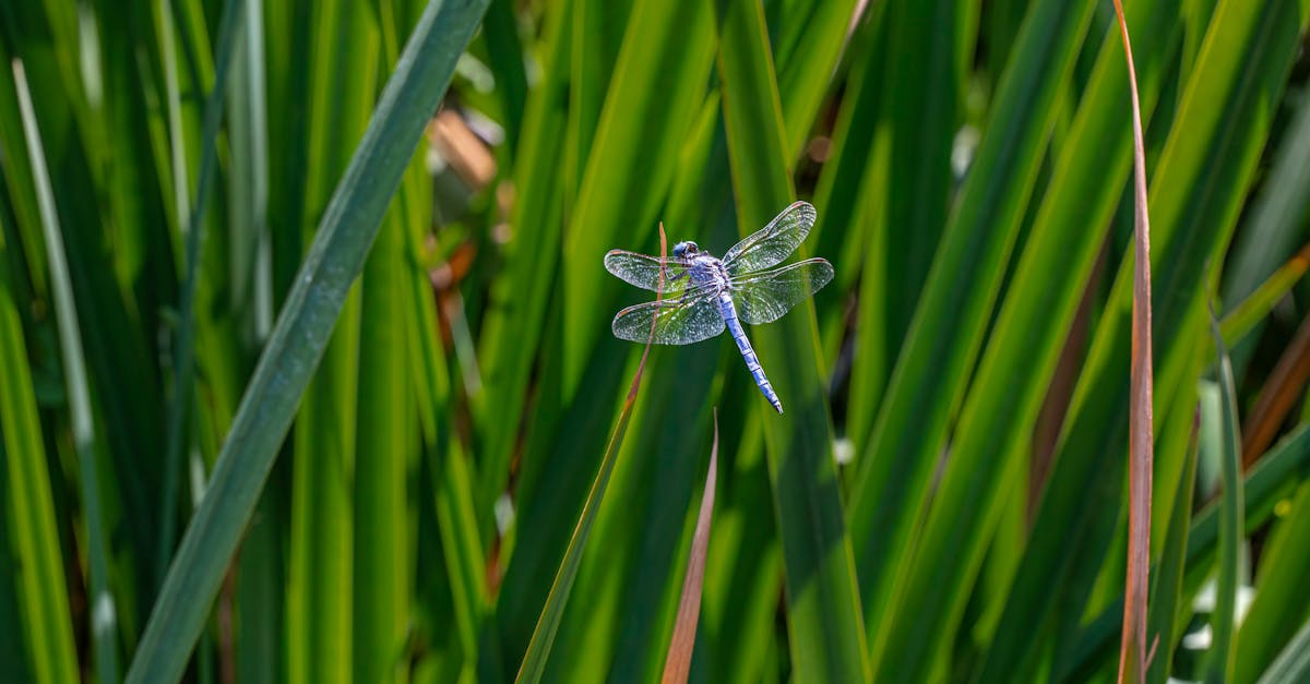 close up of a dragonfly perched on lush green grass in a sunny garden