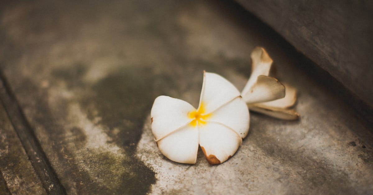 close up of a fallen plumeria flower on a rustic surface showcasing natural decay and beauty