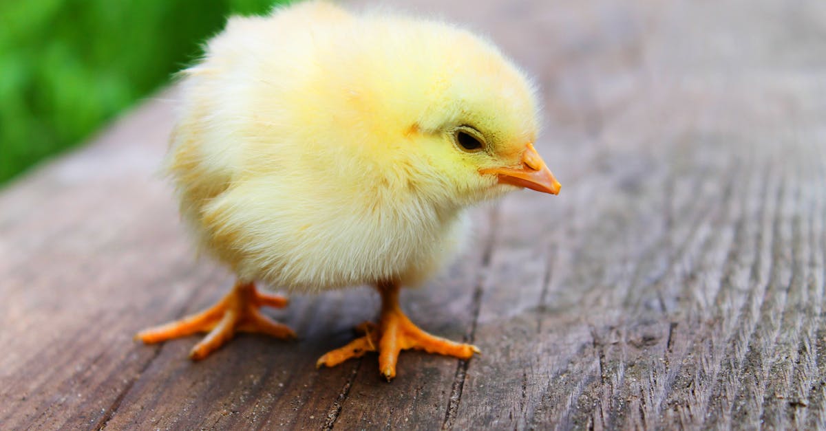 close up of a fluffy yellow chick standing on a wooden surface showcasing its soft down feathers