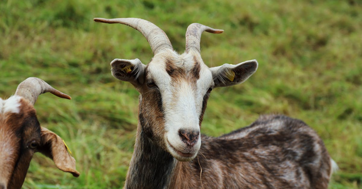 close up of a goat with prominent horns in a grassy meadow ideal for farm themes