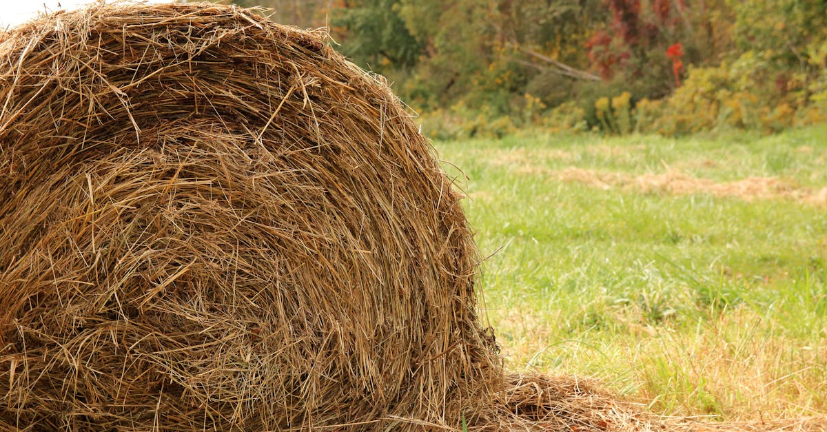 close up of a hay bale on an autumn field with colorful foliage