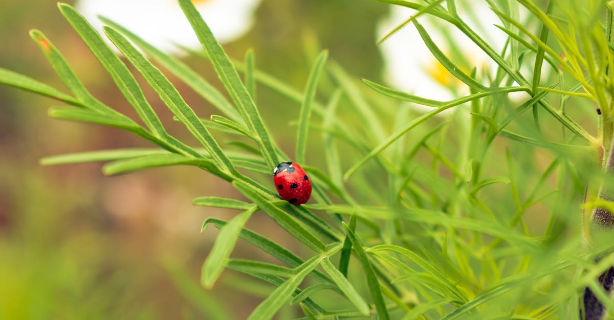 close up of a ladybug on a green plant showcasing natural beauty and vibrant colors 1